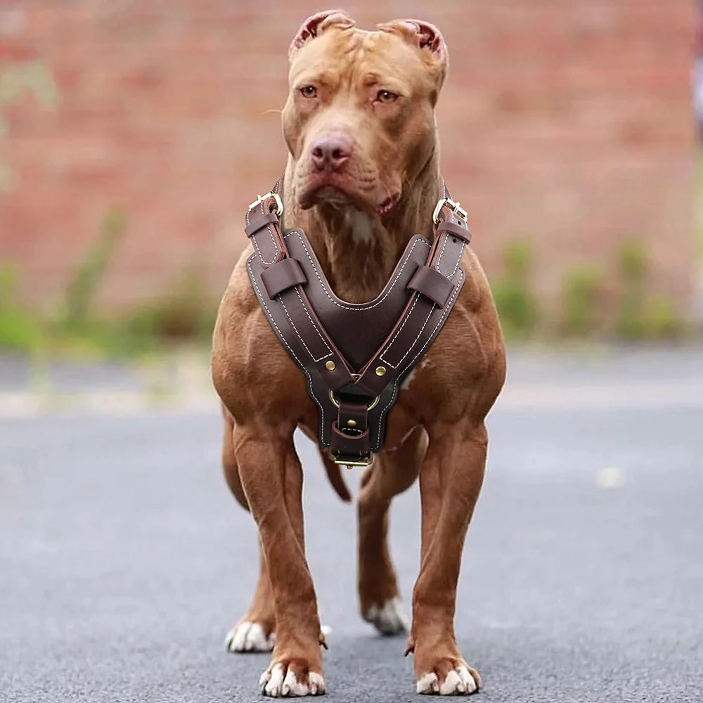 Adjustable Genuine Leather Dog Harness - Perfect for Large Breeds like German Shepherds, Labradors, and Huskies