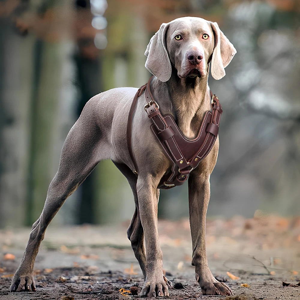 Adjustable Genuine Leather Dog Harness - Perfect for Large Breeds like German Shepherds, Labradors, and Huskies