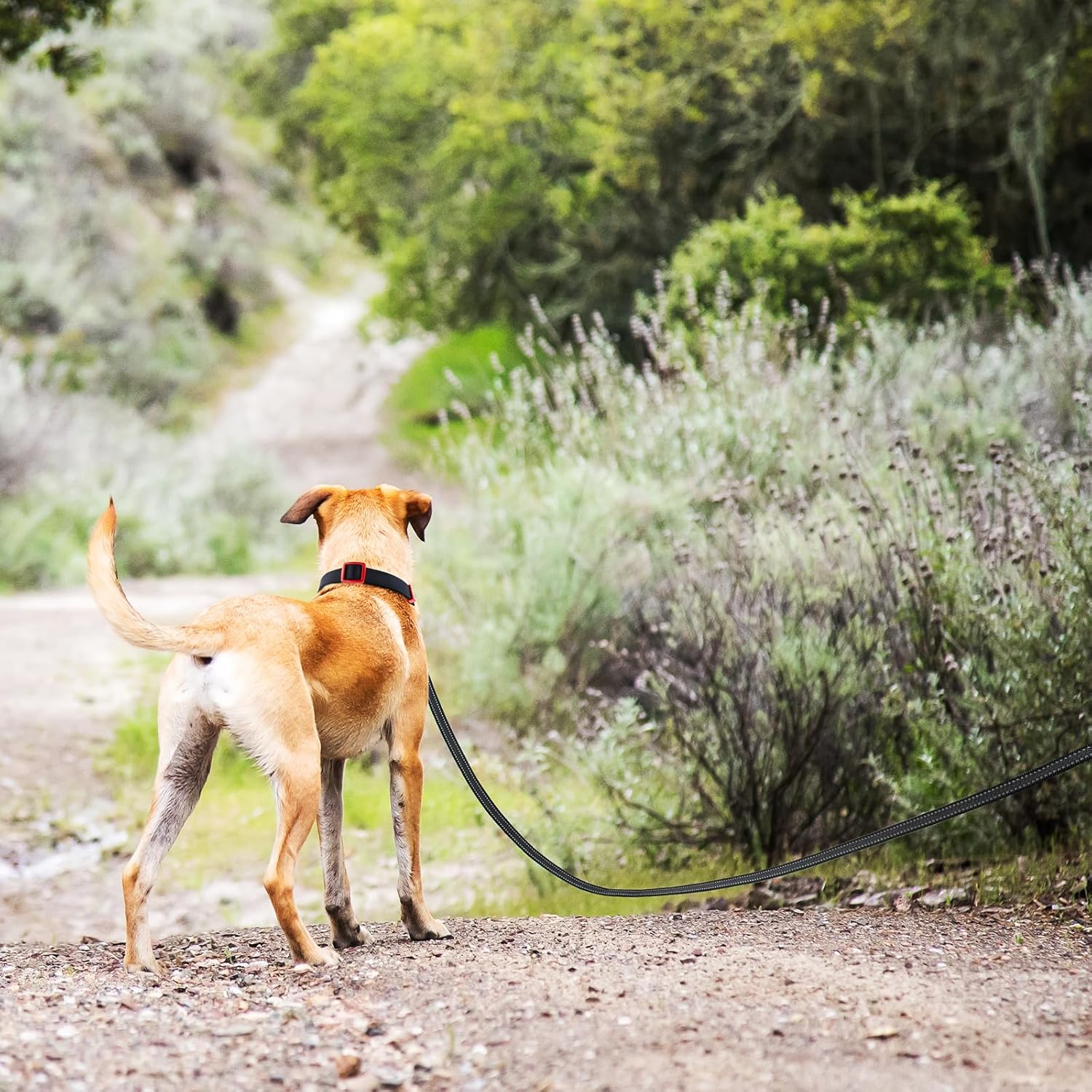 Premium Black Reflective Long Dog Lead - Lightweight, Anti-Slip Grip, Perfect for Indoor & Outdoor Adventures